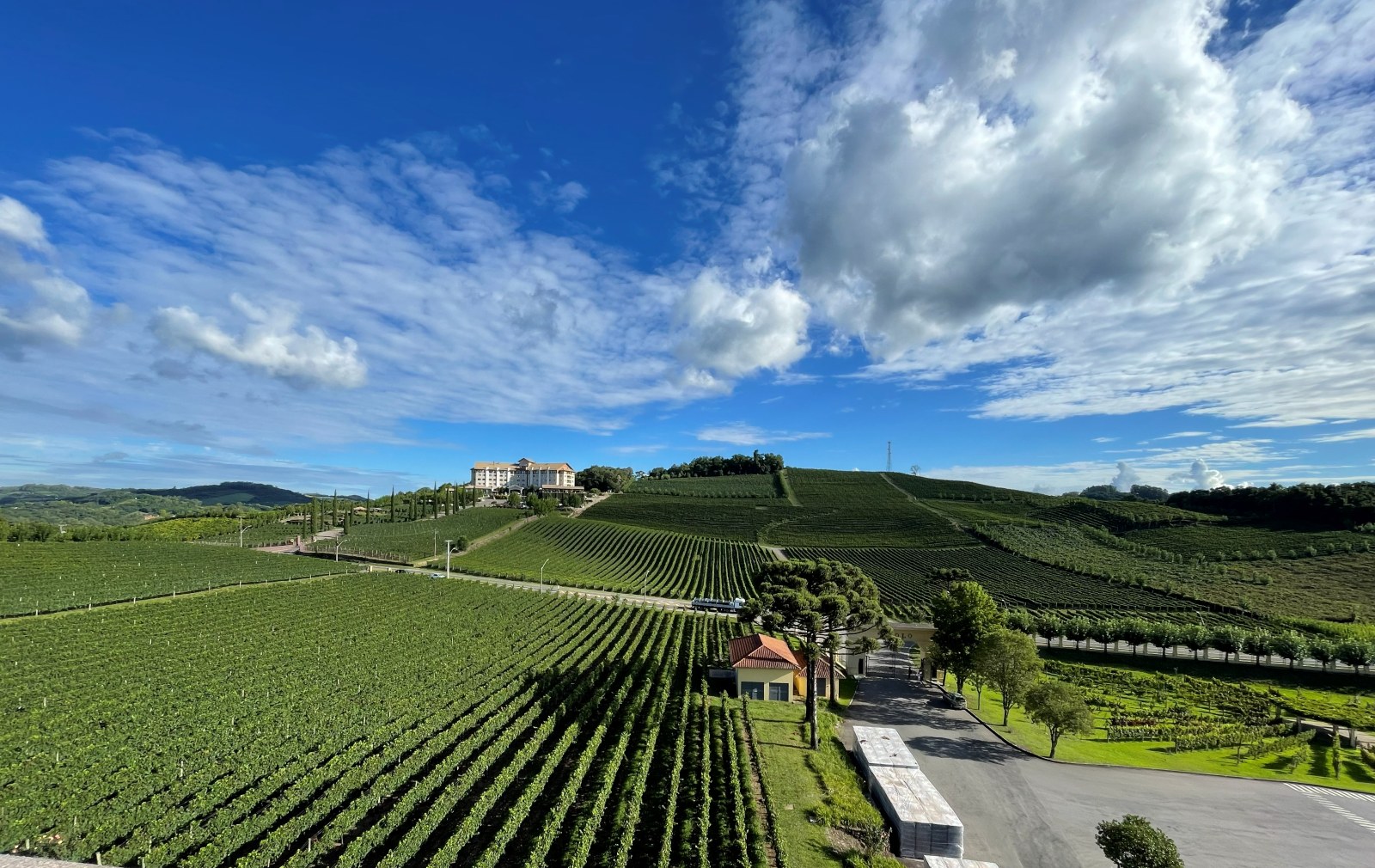 Photograph of vineyards in Brazil representing a new chapter in the Netherlands